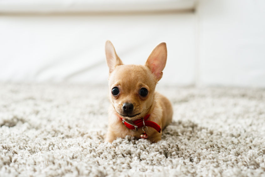 Carpet Cleaning Tips for Pets